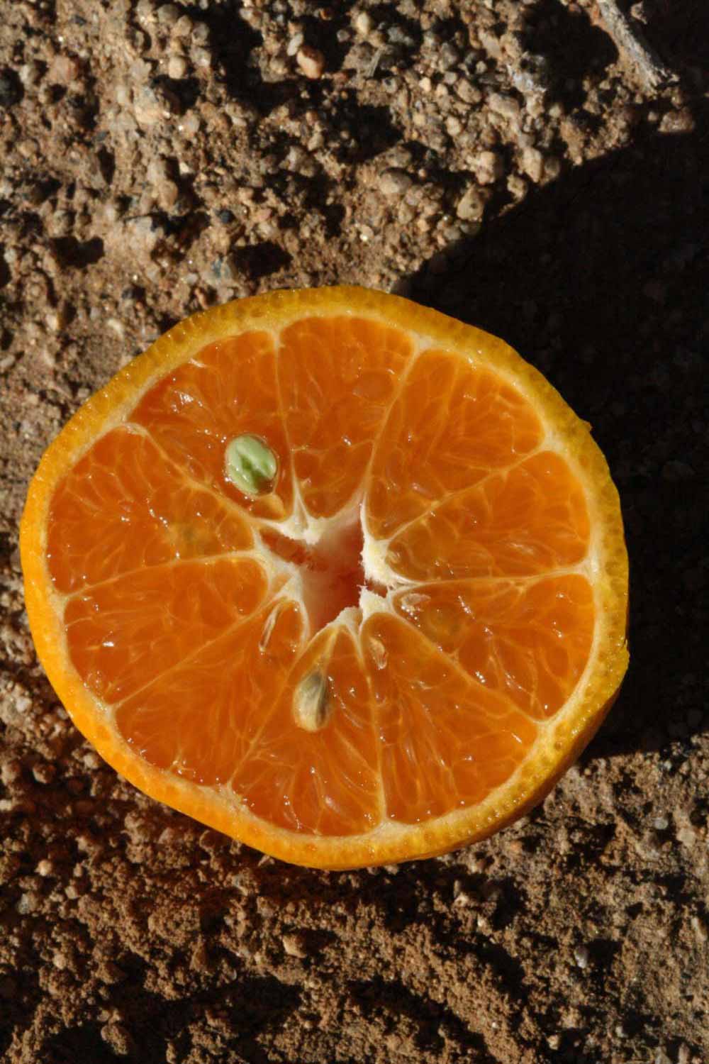            Fruit cross-section (Riverside, CA)   